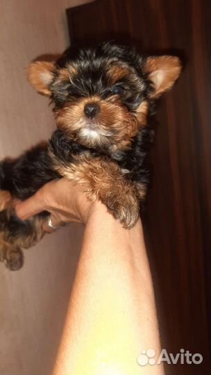 Йорик супер мини