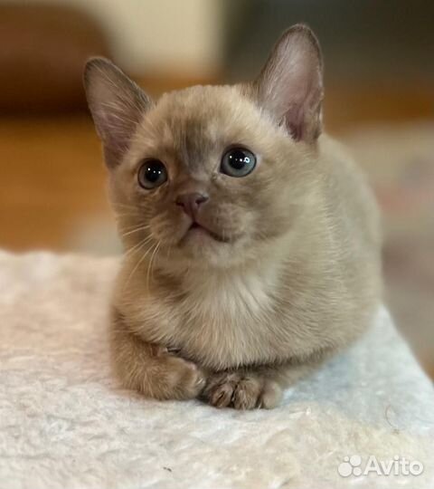 Бурманская