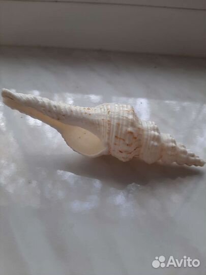 Морские раковины