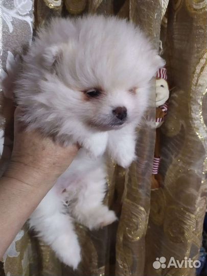 Шпицу разные. Доставка из Челябинска