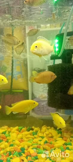 Аквариумные рыбки