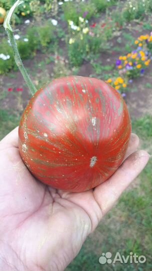 Семена томатов