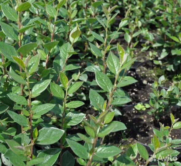 Кизильник блестящий для живой изгороди