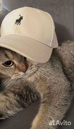 Шотландский кот на вязку (золотая шиншилла)