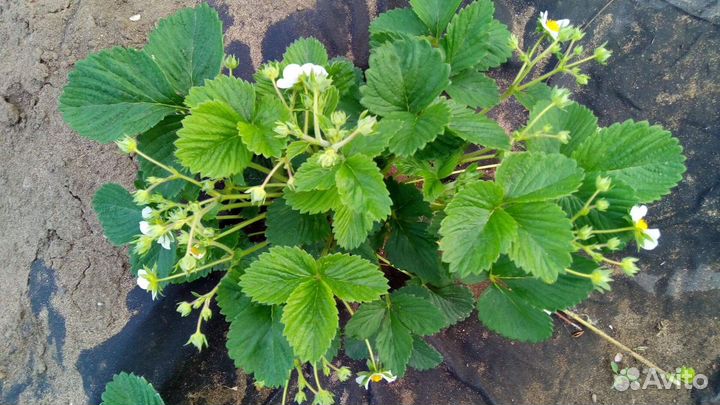 Клубника саженцы