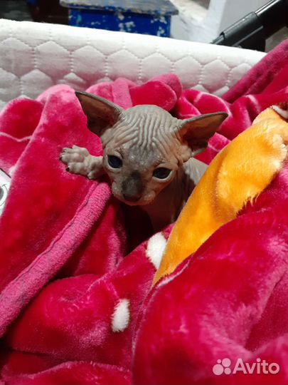 Канадский сфинкс