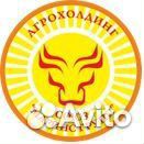 Ветеринарный врач крс