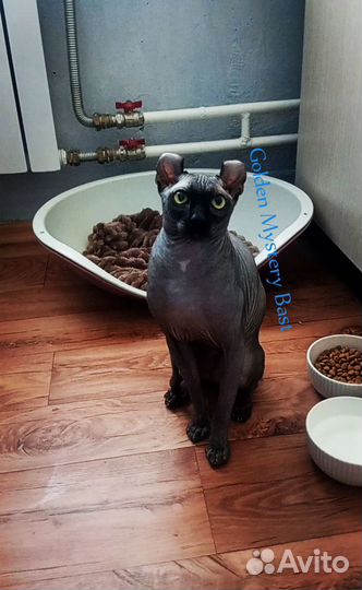 Сфинкс Эльф