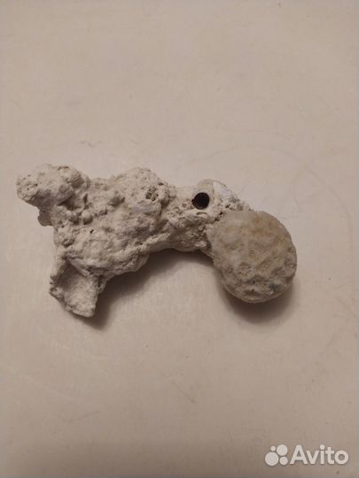 Морские Ракушки и Кораллы СССР