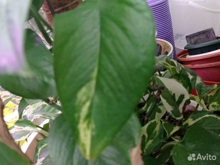 Филодендрон, стендапсус