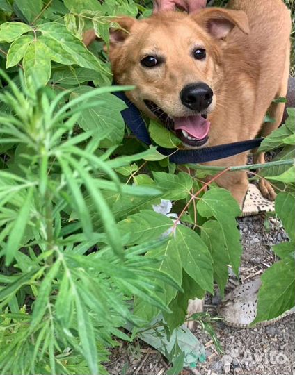 Манечка и Рыжик