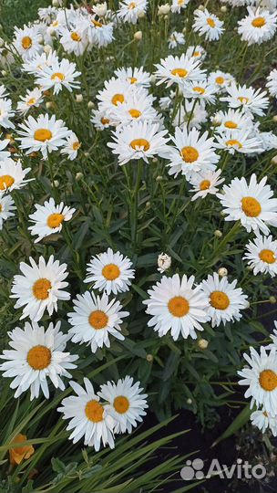 Нивяник махровый