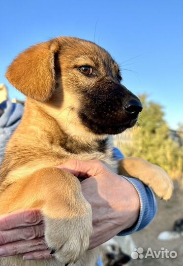 Щенок в добрые руки