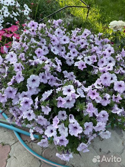 Рассада петунии тайдал,опера
