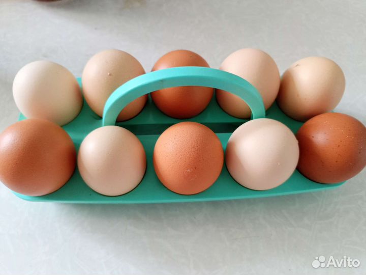 Домашние куриные яйца