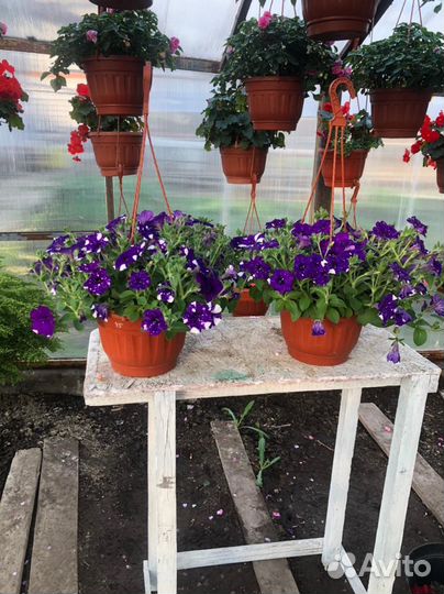 Кашпо подвесные из сурфиний