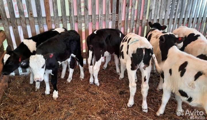 Бычки телята