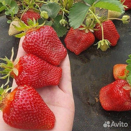 Саженцы клубники Александра