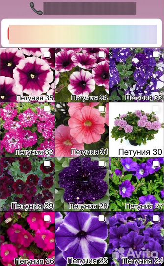 Петуния