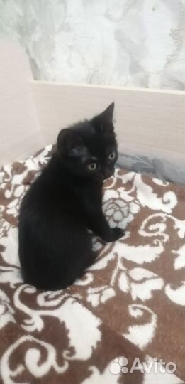 Котенок девочка 3 месяца