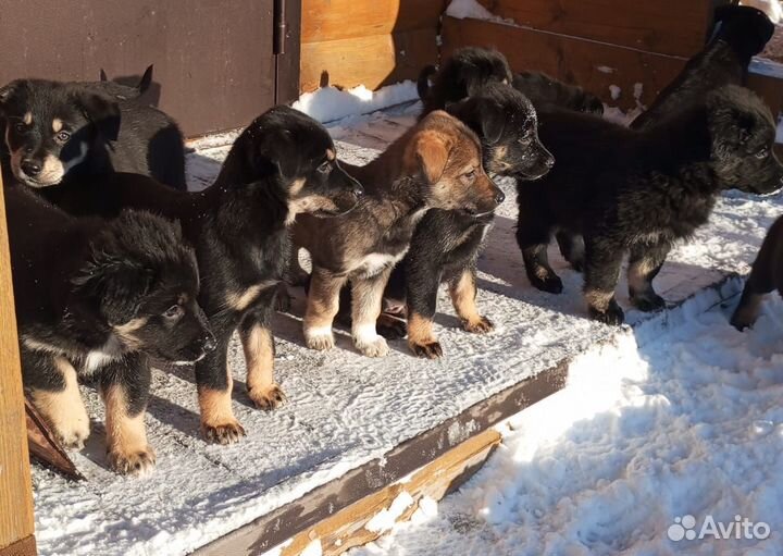 Щенки от овчарки