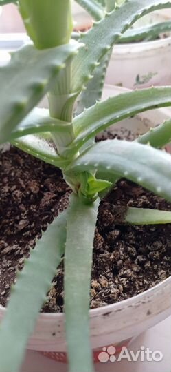 Алоэ лечебный