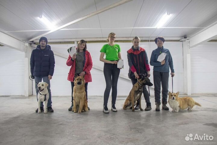 Дрессировка собак / Перевод на вдтп / Массаж