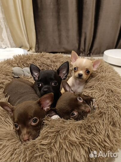 Щенки чихуахуа