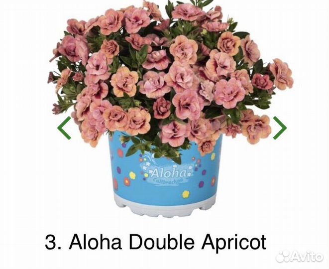 Калибрахоа вегетативная