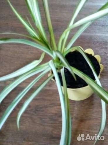 Комнатные цветы