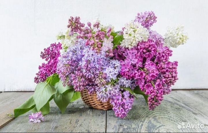 Няня для ребенка, сиделка, уход и помощь