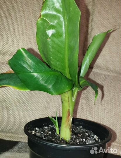 Банан Тропикана,Питахайя,Агава