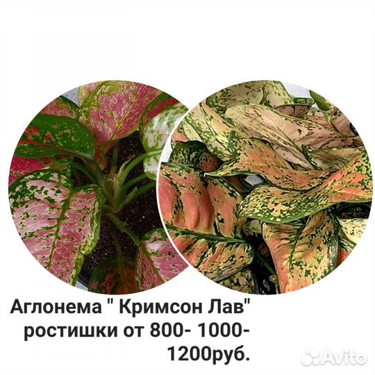 Комнатные растения