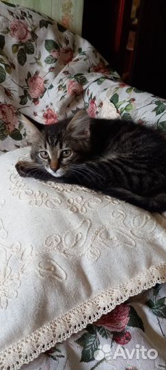 Красивая кошечка в дар