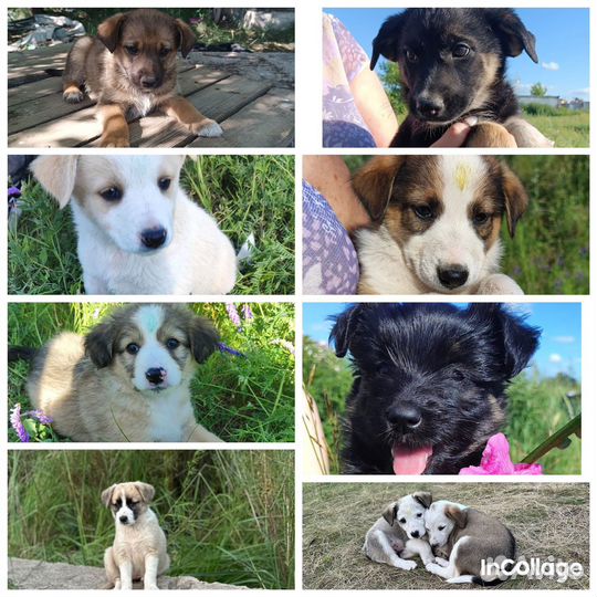 Щенки в добрые руки