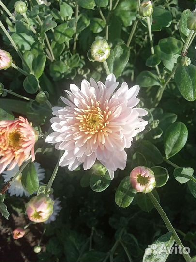 Хризантема