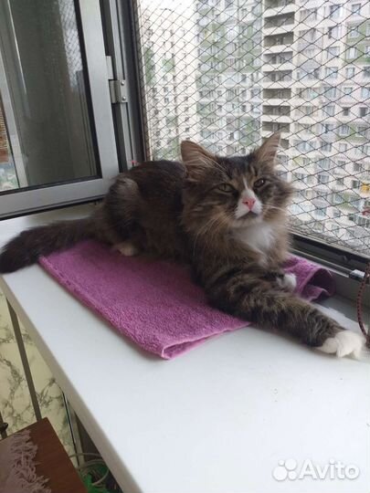 Отдам котенка в добрые руки