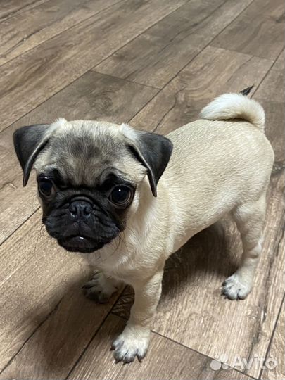 Щенки мопса