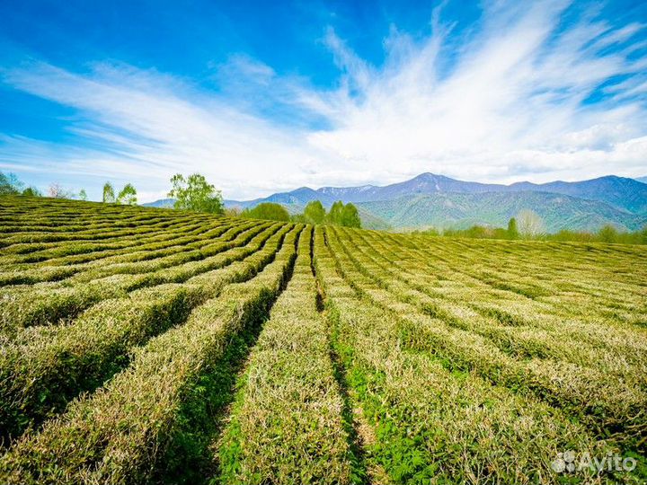 Экскурсия — Сочи — На внедорожнике в живописный Со