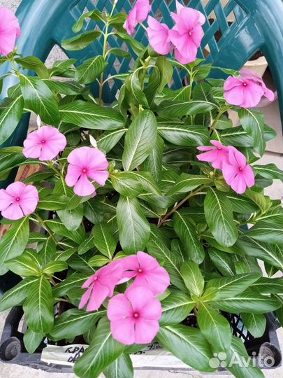 Рассада уличных цветов и овощей