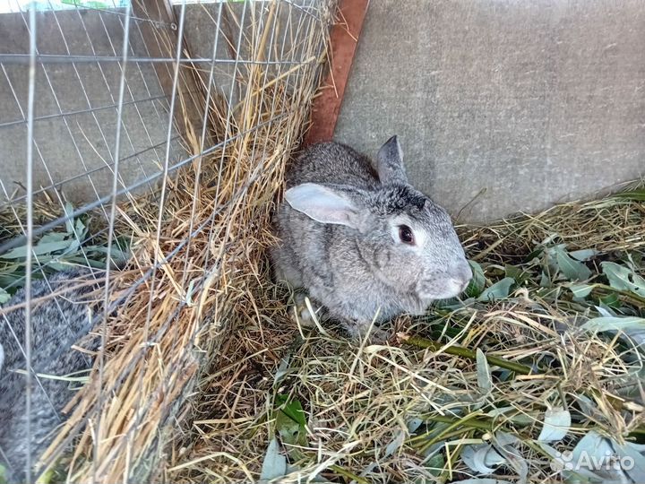 Кролики советская шиншила
