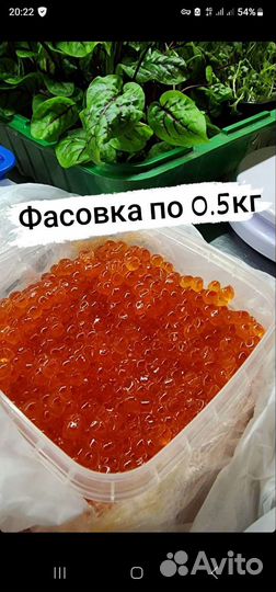 Красная икра