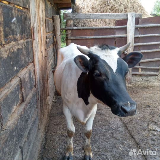 Телка 1,6 года стельная