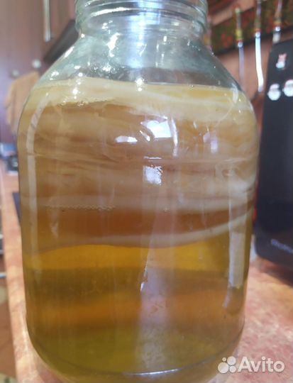 Чайный гриб