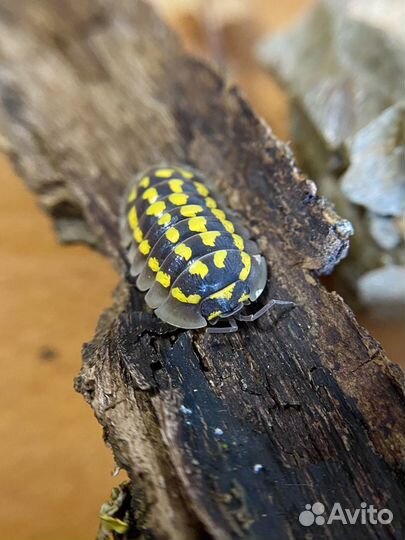 Мокрицы декоративные