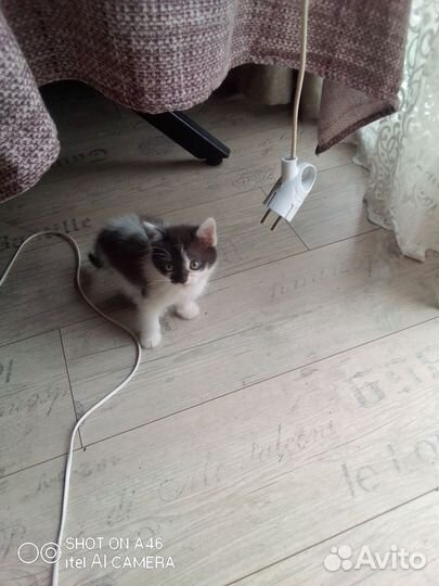 Котята