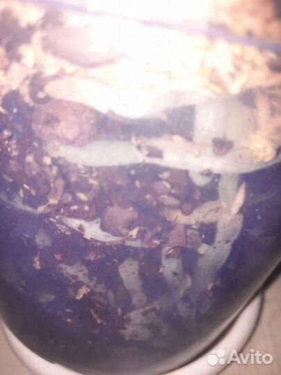 Орхидея фаленопсис