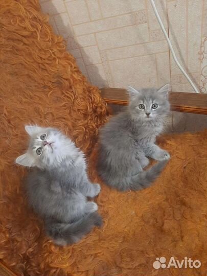 Кошка в дар бесплатно