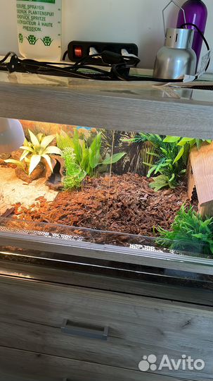 Террариум с черепахой