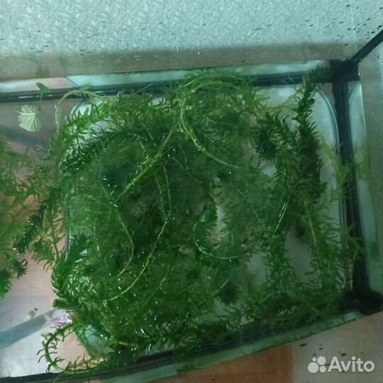 Аквариумные растения